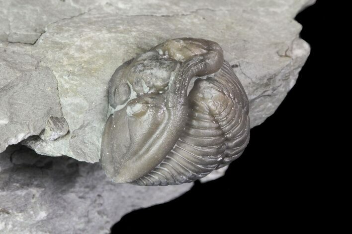 Wide, Enrolled Flexicalymene Trilobite In Shale - Ohio #67661